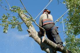 Prix de l'élagage des arbres Loiret 45 Tarif moyen & Coût de pose | Pose Prix